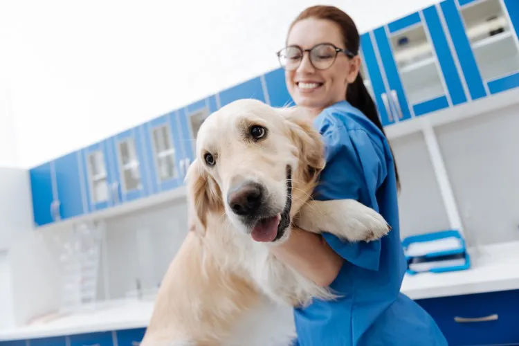 獸醫助理文憑課程 Veterinary Assistant Diploma Program